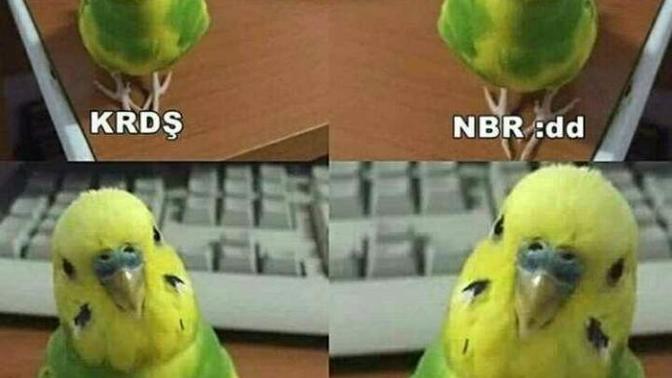 Niye uyumuyon krdş 😂😂😂?