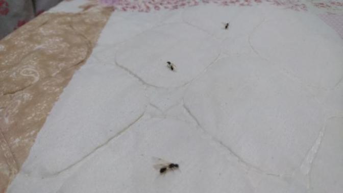 Evimi uçan karıncalar bastı ne yapmalıyım?