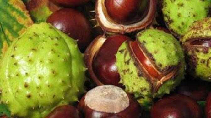 At kestanesinin faydalarını biliyor musunuz , kullanır mısınız?
