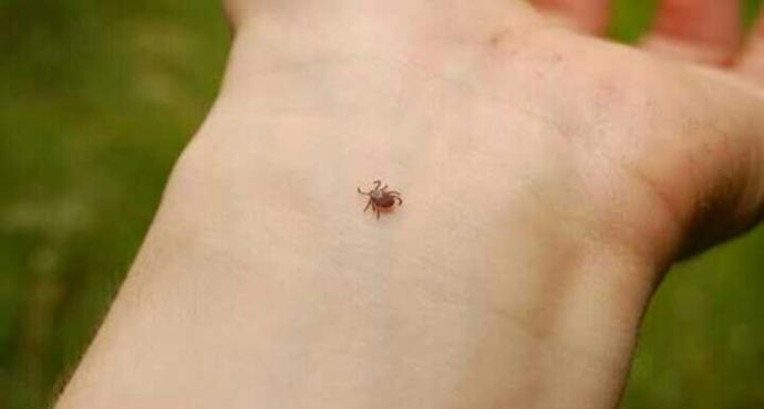 yaz geldi keneler çıktı!!!Sizi hic kene ısırdı mi??