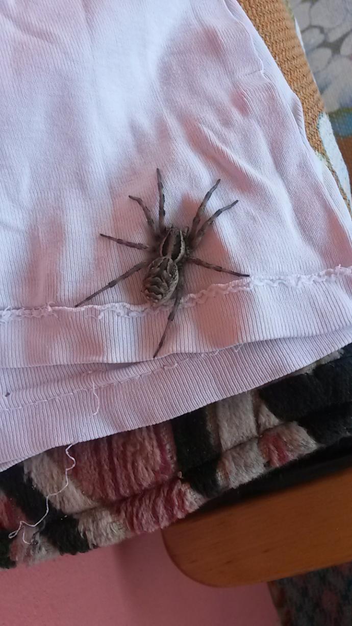 Hiç hamam böceğii öldürdünüz müü?