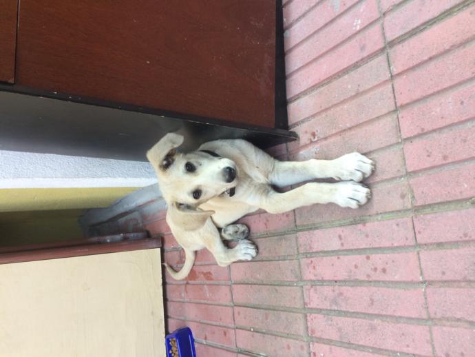 Pislik komşu köpeğimi dövdü?