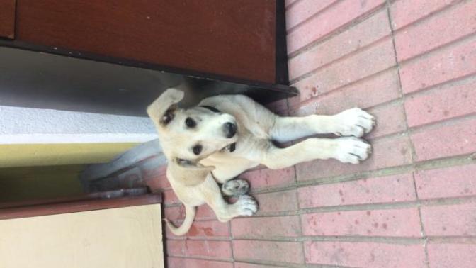 Pislik komşu köpeğimi dövdü?