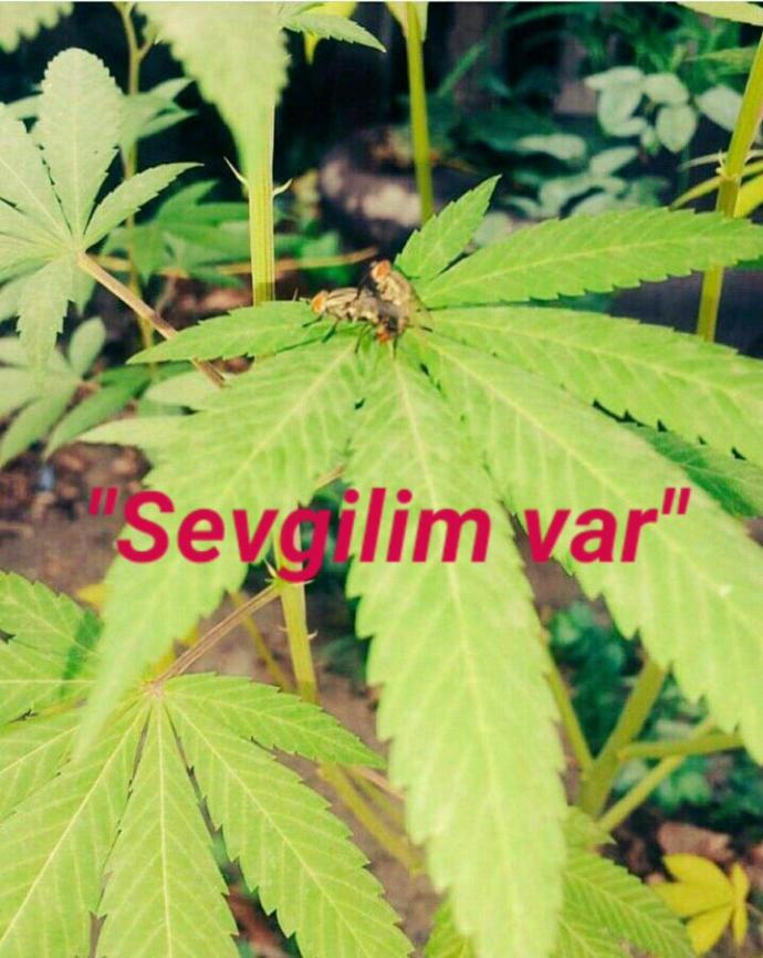 Sevgilim var ne yapmalıyım ??