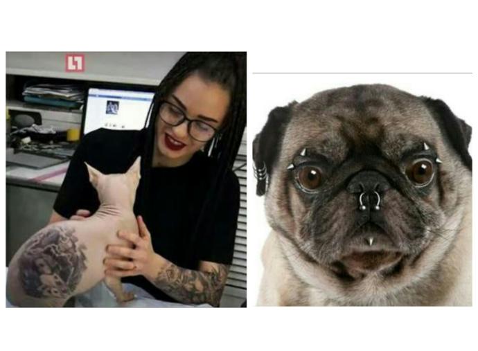 Evcil hayvanlara dövme ve piercing yapılmasını ahlaki açıdan nasıl değerlendiriyorsunuz?