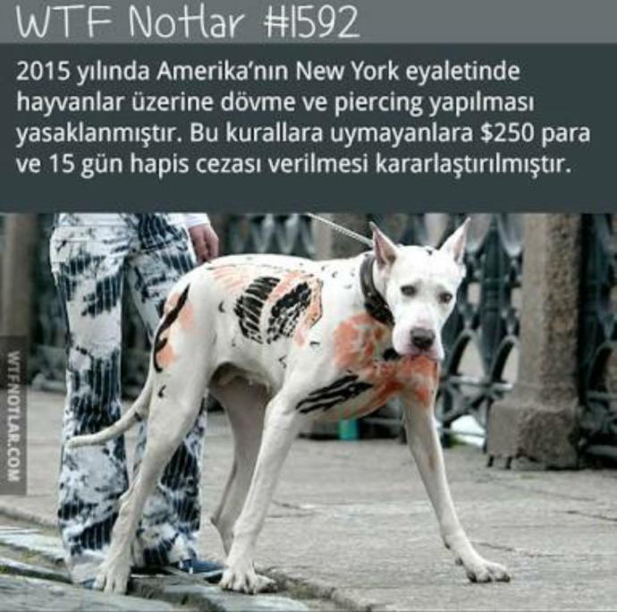 Evcil hayvanlara dövme ve piercing yapılmasını ahlaki açıdan nasıl değerlendiriyorsunuz?