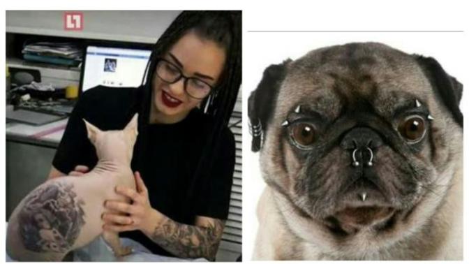 Evcil hayvanlara dövme ve piercing yapılmasını ahlaki açıdan nasıl değerlendiriyorsunuz?