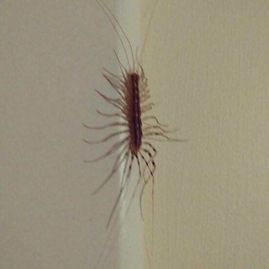 Odama böcek 🐛 girmiş.. bu ne böceği bilen var mı??
