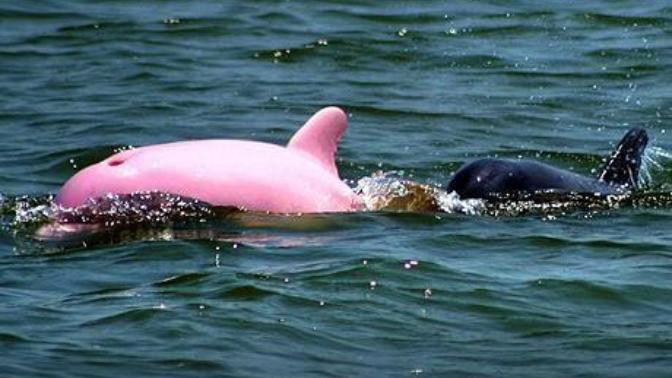 Hayatınızda hiç 'Pembe' yunus balığı gördünüz mü?
