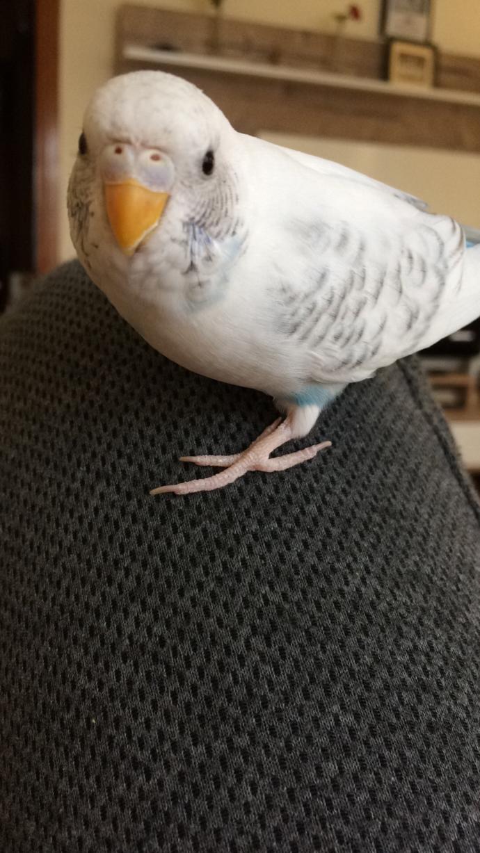 Muhabbet kuşum kamera görünce böyle pozlar veriyo sizce nasıl 😄😄 ?