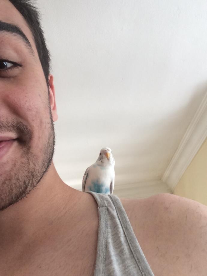 Muhabbet kuşum kamera görünce böyle pozlar veriyo sizce nasıl 😄😄 ?