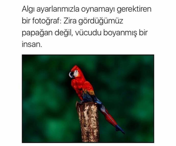 Vücudu Boyanmış İnsan Gören Var Mı? Ben Hala Papağan Görüyorum?