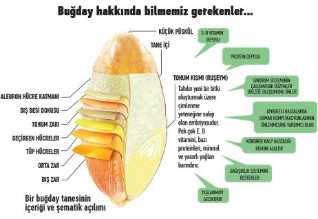 Ruşeymin (buğday özünün ) faydalarını biliyor musunuz? Kullanır mısınız?