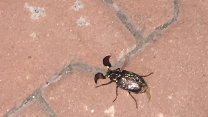 Arkadaşlar bu ne böceği?