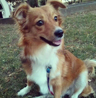 Kız tavlama da gerçekten köpek gezdirmek işe yarıyor mu?