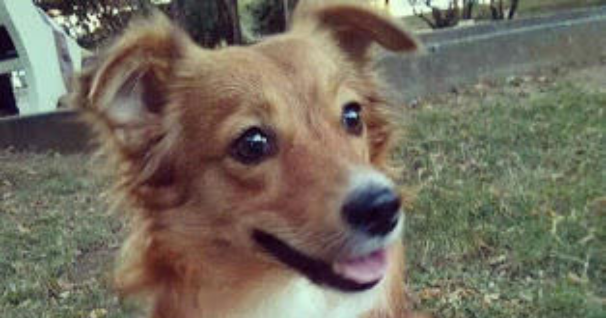 Kız tavlama da gerçekten köpek gezdirmek işe yarıyor mu? KizlarSoruyor