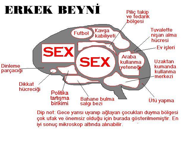 erkek beyni en çok neye çalışır ?
