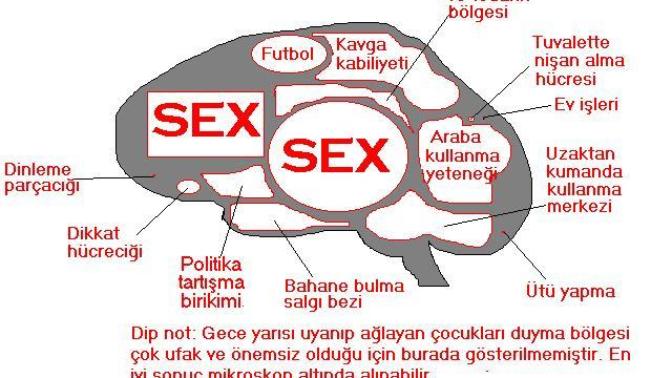 Erkek beyni en çok neye çalışır?