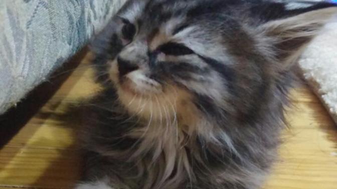 Barınaktan aldigim yavru kedi hicbirsey yemiyor, ne yapmaliyim?
