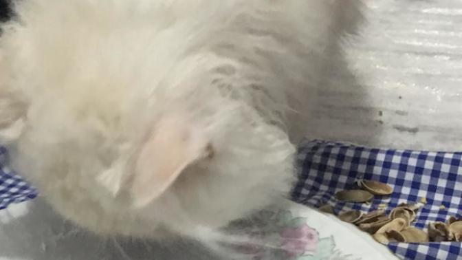 Kediler Tatlı Yiyebilir mi? Kediler Şeker Yerse Ne Olur?