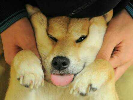 Dünyanın En Şirin köpek Turu olarak Seçilen Doge Hakkında Düşünceleriniz ??