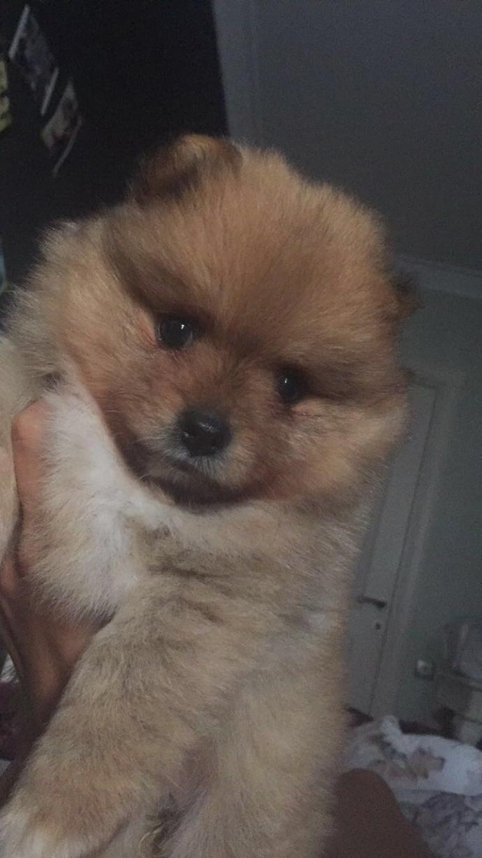 Köpeğime ısırdığı için kızdım, bana küstü. Bunun için ne yapabilirim?