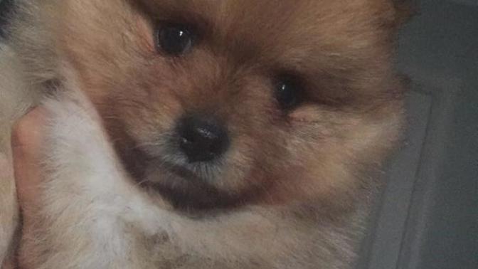 Köpeğime ısırdığı için kızdım, bana küstü. Bunun için ne yapabilirim?