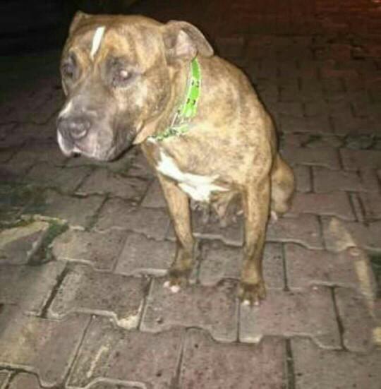 Tiger mi pitbull mu??