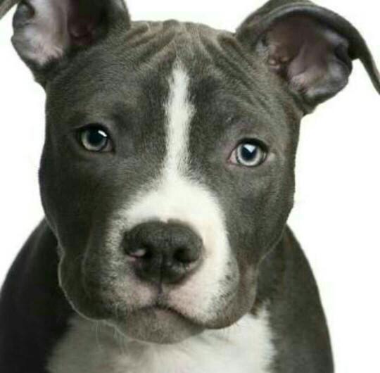 Tiger mi pitbull mu??