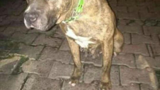 Tiger mi pitbull mu?