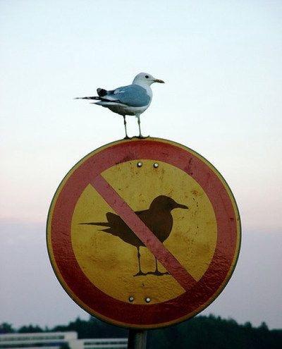 Kurallar neden vardır?