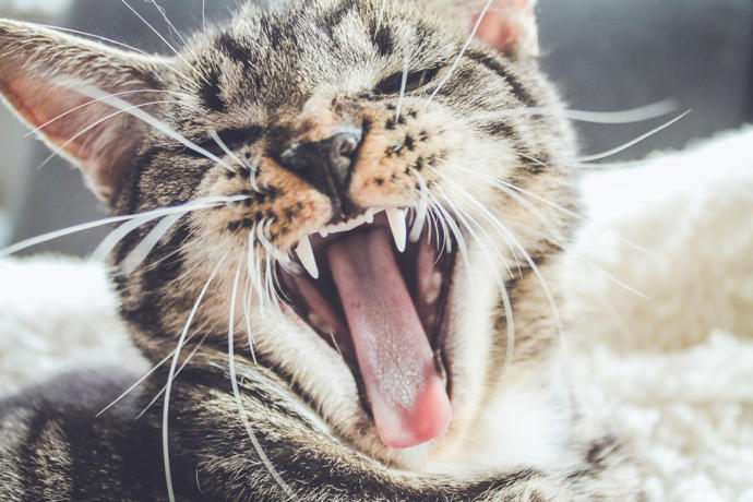 kedi tırmalaması izi nasıl geçer