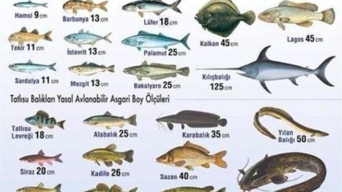 Kac cm seversiniz?