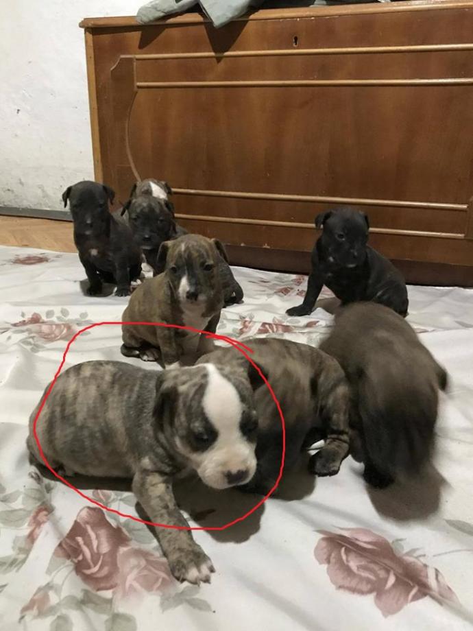 Merhaba arkadaşlar pitbull tiger sahıplenecegım ama önerileriniz var mı ?