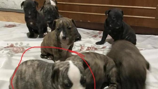 Merhaba arkadaşlar pitbull tiger sahıplenecegım ama önerileriniz var mı?