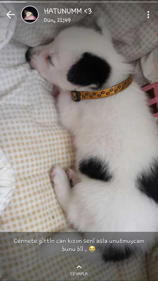 Sevgilimin köpeği ölmüş sizce onu nasıl rahatlayabilirim??