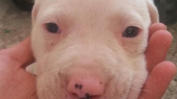 Yavru dogo arjantin ne ıle beslenır kuru mama yemıyor?