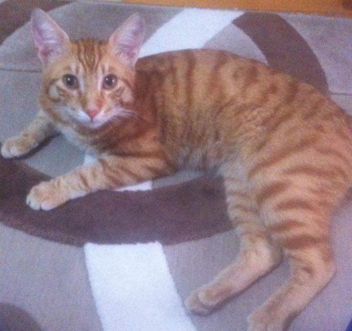 1 1,5 sene önce sahipsiz daha 2 3 günlük ölmek üzere bir kedi sahiplenmiştim merak edenler oldu bir paylaşalım dedik nasılmış?