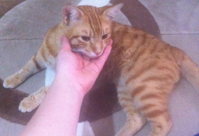1 1,5 sene önce sahipsiz daha 2 3 günlük ölmek üzere bir kedi sahiplenmiştim merak edenler oldu bir paylaşalım dedik nasılmış?