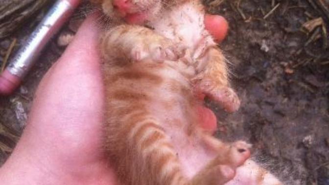 1 1,5 sene önce sahipsiz daha 2 3 günlük ölmek üzere bir kedi sahiplenmiştim merak edenler oldu bir paylaşalım dedik nasılmış?