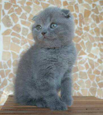 Scottish fold kedi veya Maltese terrier köpek yavru uygun fiyata bulabilirmiyim sizce 😞?
