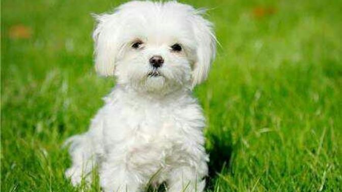 Scottish fold kedi veya Maltese terrier köpek yavru uygun fiyata bulabilirmiyim sizce 😞?