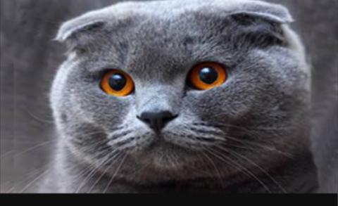 Bu kedi cinsini seviyor musunuz:)?