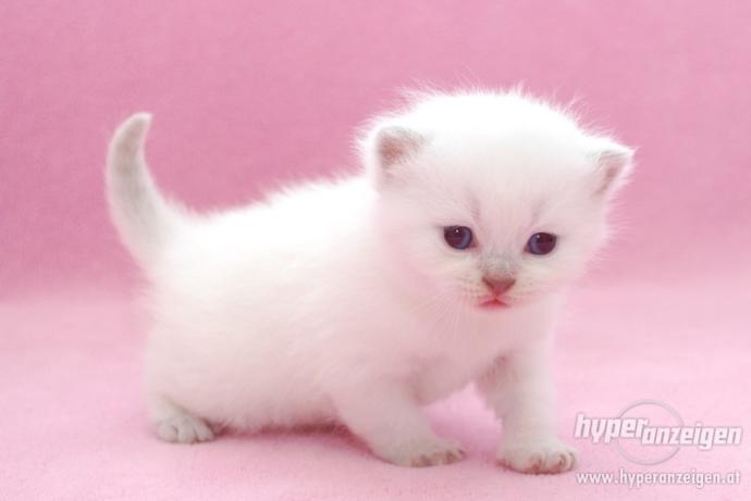 Bu kedi cinsini seviyor musunuz:)?