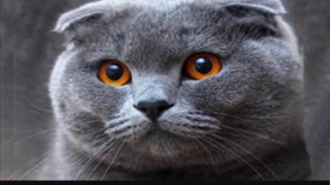 Bu kedi cinsini seviyor musunuz:)?