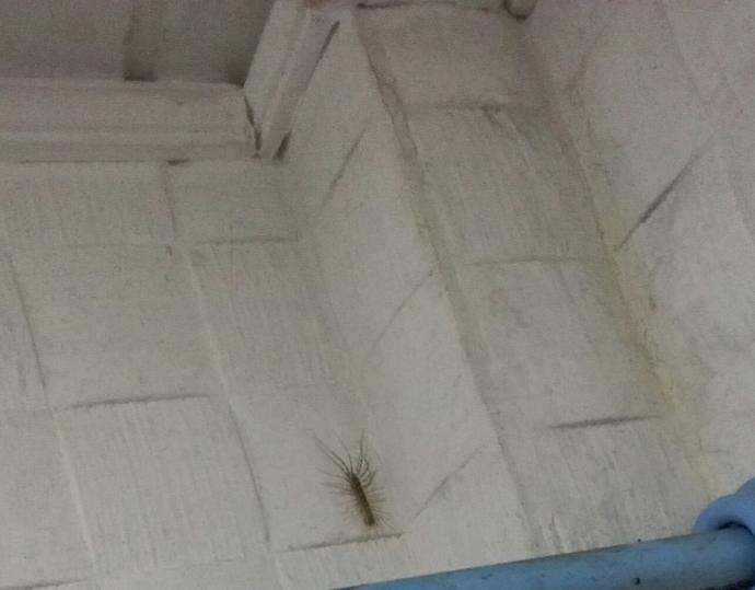 Duvarda böyle bir böcek var 40 ayak falan mı ne bu?