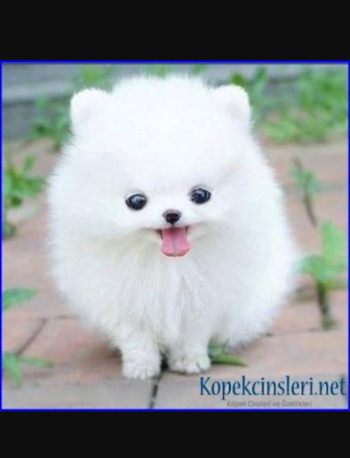 Pomeranian boo yorkshire terrier mi +1 verilir?