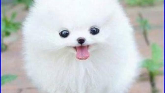 Pomeranian boo yorkshire terrier mi +1 verilir?