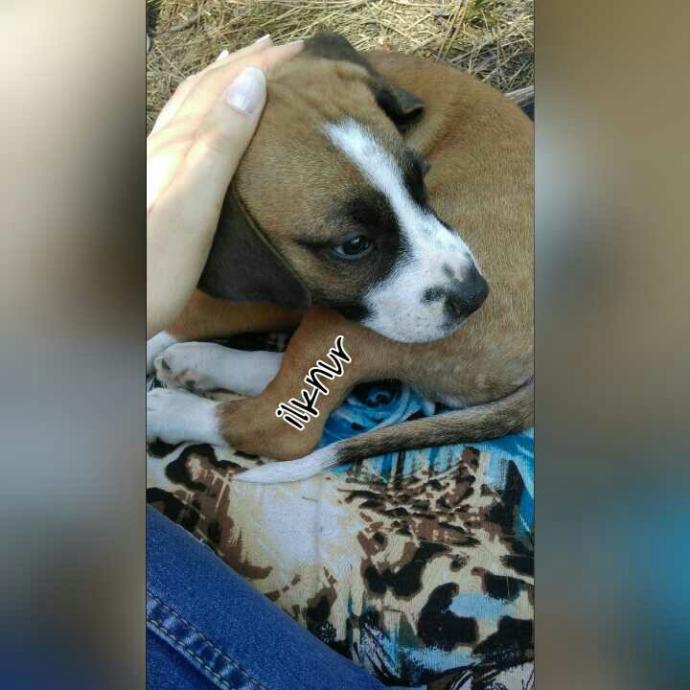 Ilgınç ve dikkat çekici köpek isimleri önerir mısınız arkadaşlar??