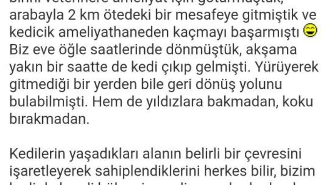 KAÇAN KEDİ EVİNİ BULUR MU?